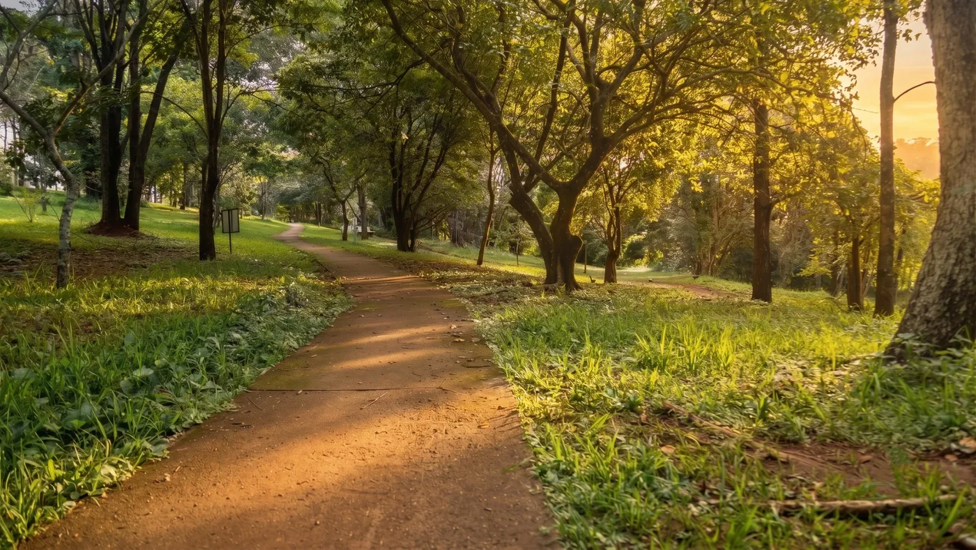 Bosque preservado